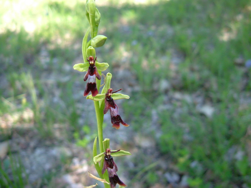 Insectifera ??